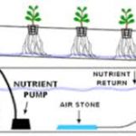 Cultivo hidroponico en sistema NFT