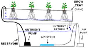 Cultivo hidroponico en sistema NFT