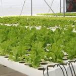 Sistemas de cultivo hidropónico con recirculación