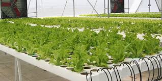 Sistemas de cultivo hidropónico con recirculación