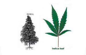 Planta de marihuana Indica