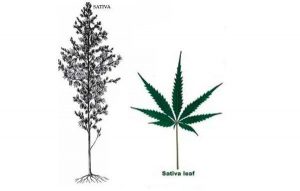 Planta de marihuana Sativa