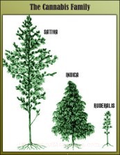 Las 3 Variedades de Cannabis