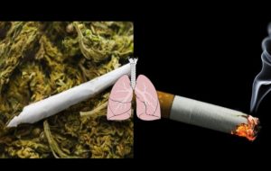 Marihuana,pulmones y tabaco