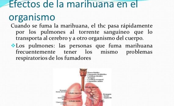 Efectos fisiológicos de la marihuana