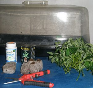 Material para esquejar marihuna