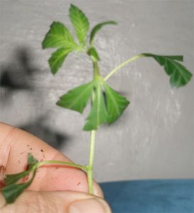 Asi queda un esqueje de marihuana podado.