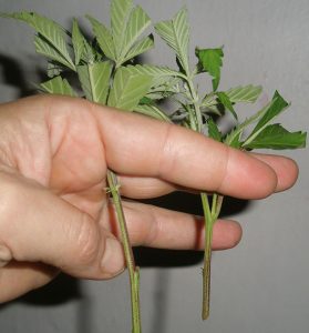 Clones de marihuana con un nudo en el tallo.