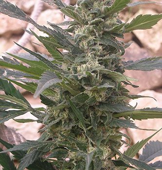 Purple haze feminizada outdor