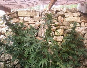 Cannabis en floración