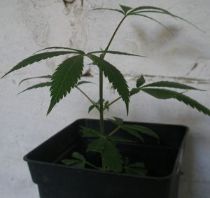 Planta de marihuana despues de una poda
