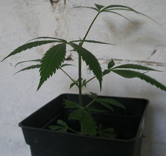 Planta de marihuana despues de una poda