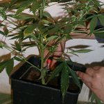 Poda para fortalecer las partes que reciben mas luz.