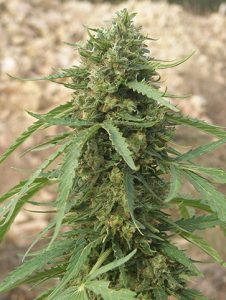 Cogollo central de marihuana autofloreciente Ojo central de una autofloreciente