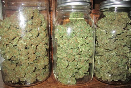 Curacion de cosecha de cannabis