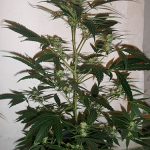 Planta de cannabis lista para poda.