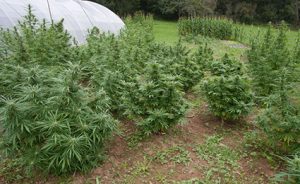 Plantas de marihuana en cultivo exterior Marihuana fotodependiente germinada en julio