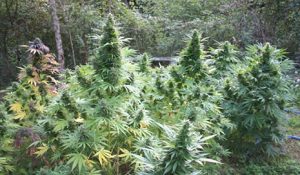 Plantas de cannabis en exterior