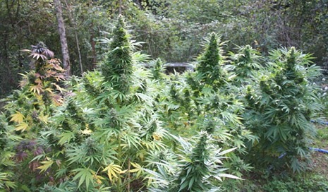 Plantas de cannabis en exterior