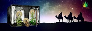 los reyes magos observan la cueva con sorpresa