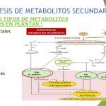 Terpenos y otros alcaloides