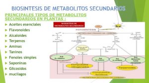 Terpenos y otros alcaloides