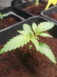 Planta con 15-20 dias