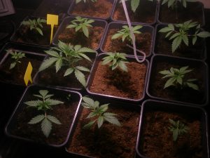 CO2 Boost alimentando con CO2 las plantas