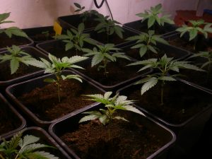 Plantas con 3 semanas