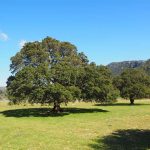Arbol del Alcanfor