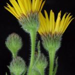 Arnica