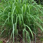 Citronella