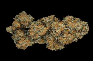 Flor de Black Domina