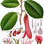 Dipterocarpus