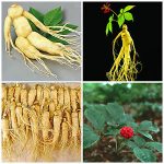Planta de Ginseng