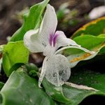Kaemperia