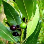 Hojas de laurel
