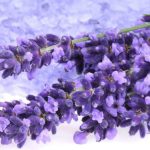 Lavanda