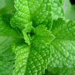 Menta