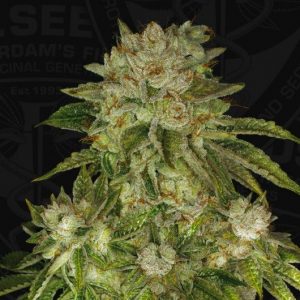 Mk Ultra TH Seeds