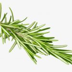 Rosmarinus Officinalis