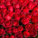 Rosas