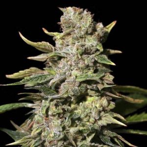 Tnt de Eva Seeds 