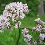 Flores de Valeriana