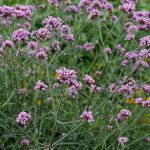 Verbena