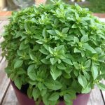 Albahaca hoja pequeña