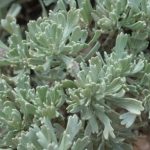 Artemisia