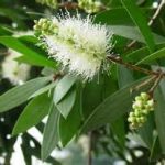 Flores de cajaput