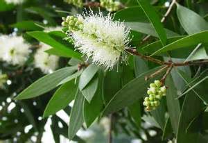 Flores de cajaput