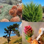 Coniferas ricas en pineno